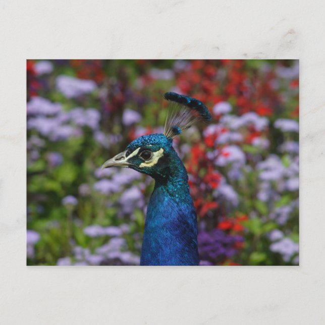 Beautiful Peafowl Portrait Postcard (Front)