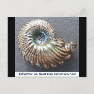 Beautiful pearly shelled ammonite fossil postcard