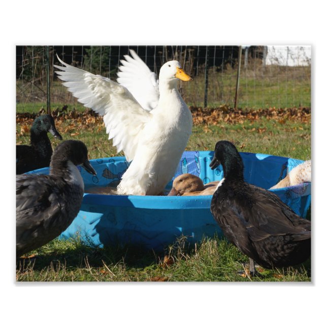 Beautiful Pekin Duck Photo Print (Front)