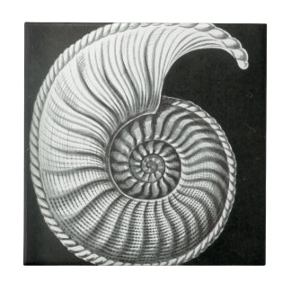 Beautiful pencil drawing of Amaltheus ammonite Ceramic Tile