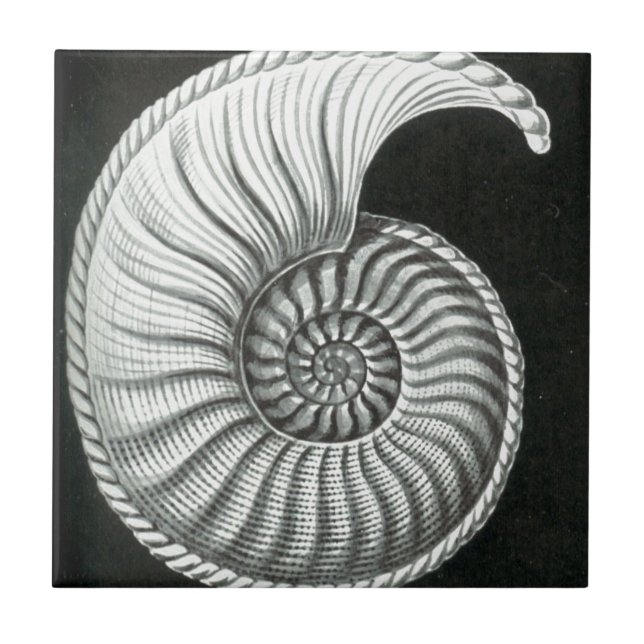 Beautiful pencil drawing of Amaltheus ammonite Ceramic Tile (Front)