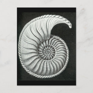 Beautiful pencil drawing of Amaltheus ammonite Postcard