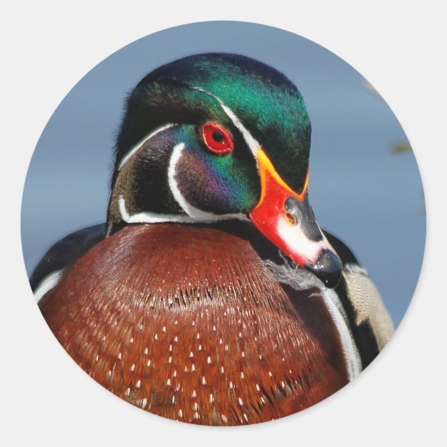 Beautiful Pensive Wood Duck in the Marsh Classic Round Sticker (Front)