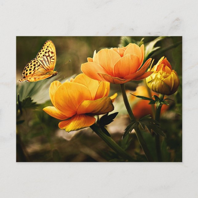 Beautiful Peonies and Butterfly  Postcard (Front)