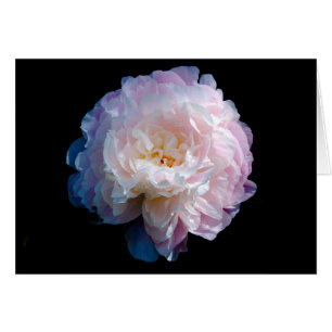 Beautiful Peony Floral Photo