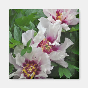 Beautiful peony flowers magnet