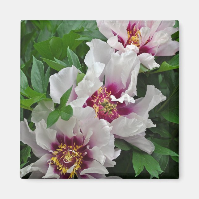 Beautiful peony flowers magnet (Front)