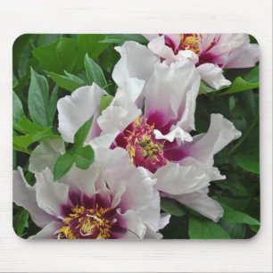 Beautiful peony flowers mouse pad