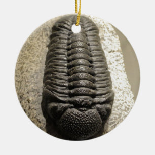 Beautiful Phacops trilobite fossil photo Ceramic Tree Decoration