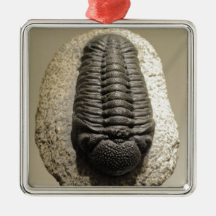 Beautiful Phacops trilobite fossil photo Metal Tree Decoration