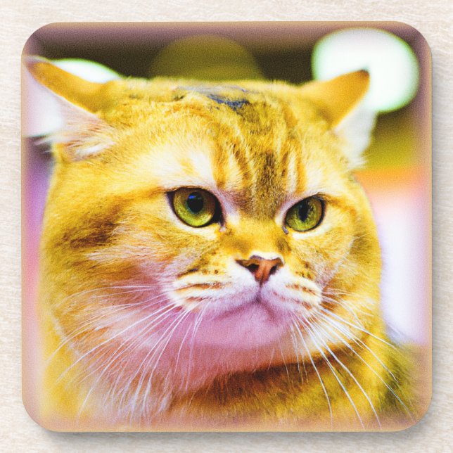 Beautiful Photo of a Cute Cat . Buy Now Coaster (Front)
