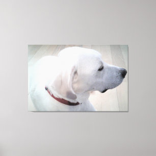 Beautiful Photo of White Labrador Mix Dog Profile Canvas Print
