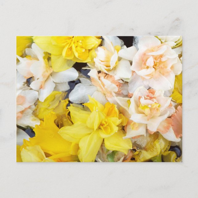 Beautiful photo spring daffodils floating on water postcard (Front)