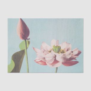 Beautiful photomechanical prints of Lotus Flowers Tissue Paper