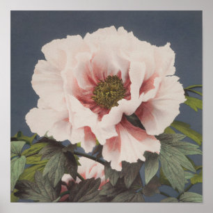 Beautiful photomechanical prints of Peony Flowers