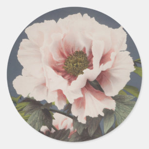 Beautiful photomechanical prints of Peony Flowers Classic Round Sticker
