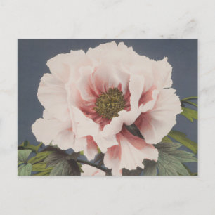 Beautiful photomechanical prints of Peony Flowers Postcard