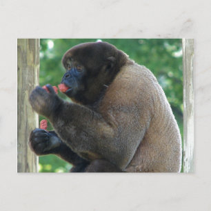 Beautiful Picture of Brown Wooly Monkey Postcard