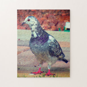 Beautiful Pigeon Jigsaw Puzzle