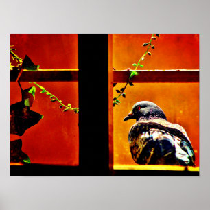 Beautiful Pigeon Poster