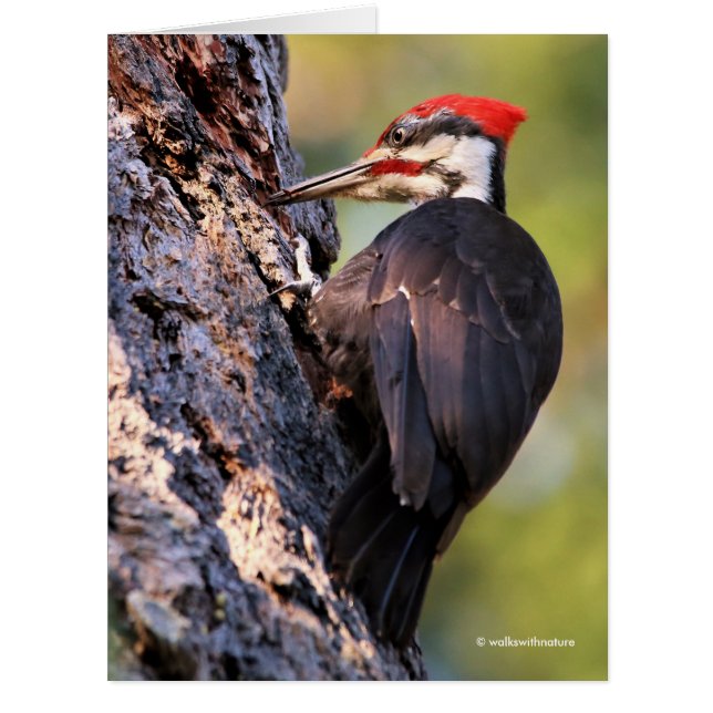 Beautiful Pileated Woodpecker on the Tree (Front)