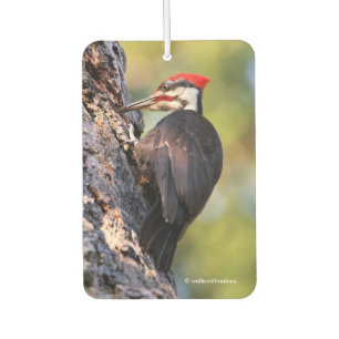 Beautiful Pileated Woodpecker on the Tree Car Air Freshener
