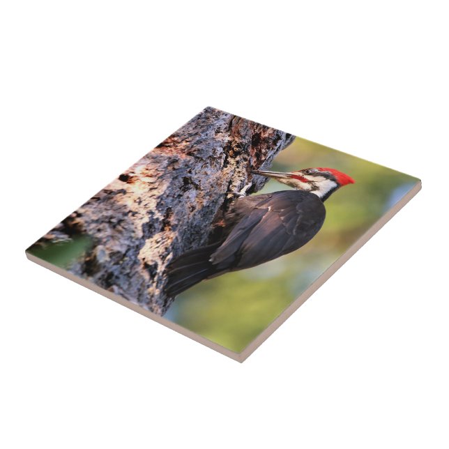 Beautiful Pileated Woodpecker on the Tree Ceramic Tile (Side)