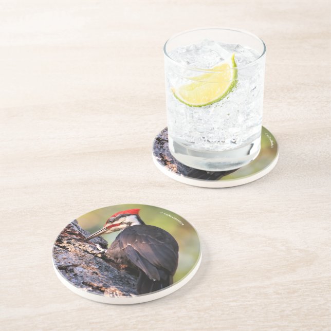 Beautiful Pileated Woodpecker on the Tree Coaster (Side)