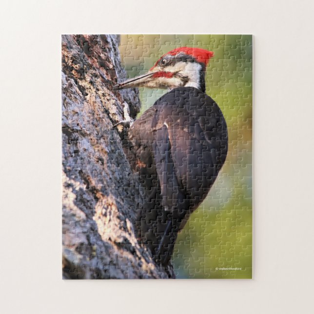 Beautiful Pileated Woodpecker on the Tree Jigsaw Puzzle (Vertical)