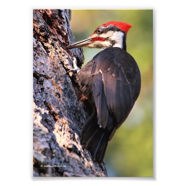 Beautiful Pileated Woodpecker on the Tree Photo Print (Front)