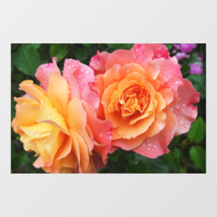 Beautiful pink and orannge rose photo