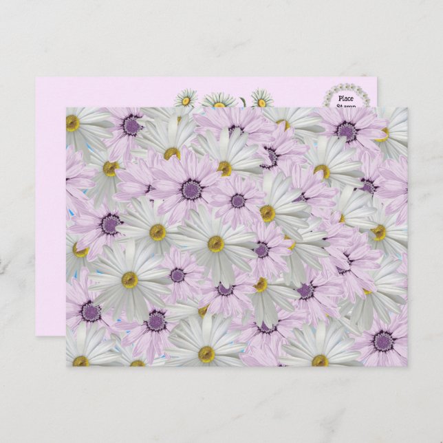 Beautiful Pink and White Daisy Floral Postcard (Front/Back)