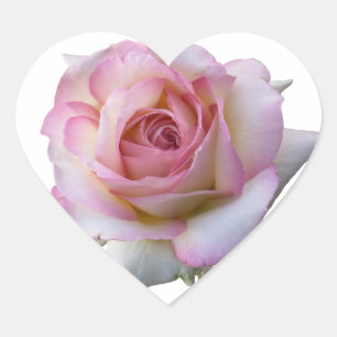 Beautiful Pink and White Heart Rose Sticker
