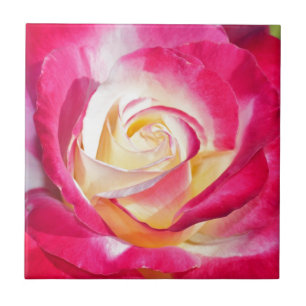 Beautiful pink and yellow rose ceramic tile