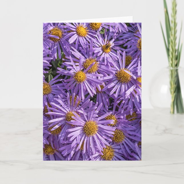 Beautiful Pink Aster Greeting Card (Front)