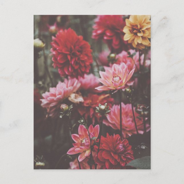 Beautiful Pink Autumn Flowers Fine Art Photography Postcard (Front)
