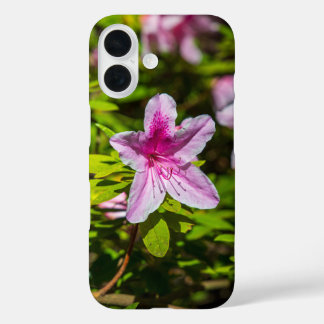 beautiful pink azalea flowers at Descanso Gardens iPhone 16 Case