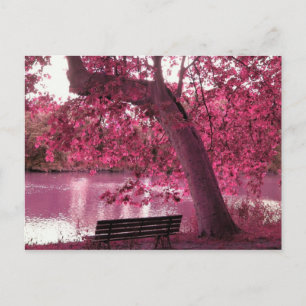 Beautiful Pink blooms everywhere Postcard