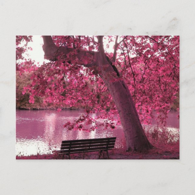 Beautiful Pink blooms everywhere Postcard (Front)