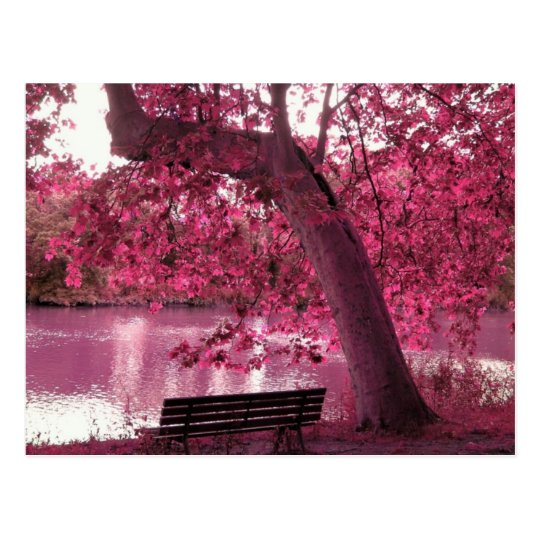 Beautiful Pink blooms everywhere Postcard