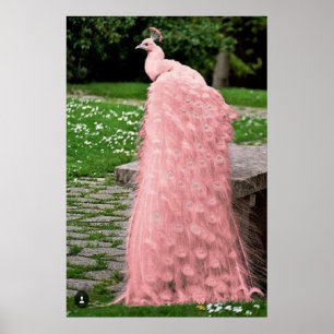 Beautiful Pink Colour Feather Peacock Bird Poster