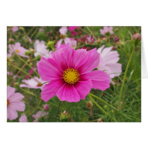 Beautiful Pink Cosmos Flower