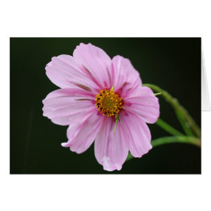 Beautiful Pink Cosmos Wildflower