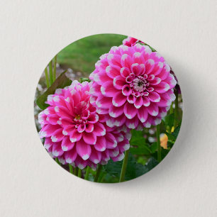 Beautiful pink dahlias in full bloom 6 cm round badge