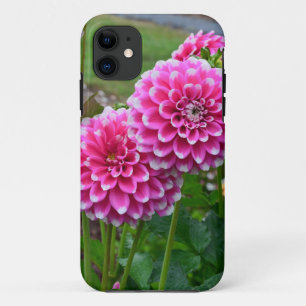 Beautiful pink dahlias in full bloom iPhone 11 case
