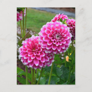 Beautiful pink dahlias in full bloom postcard