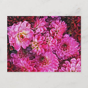 Beautiful pink dahlias postcard
