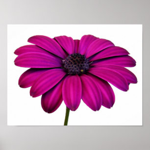 Beautiful Pink Daisy Poster