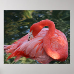 Beautiful Pink Flamingo Poster. Poster