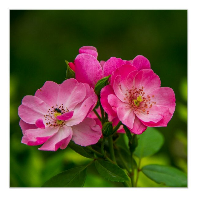 Beautiful Pink Flowers-6845 Poster (Front)